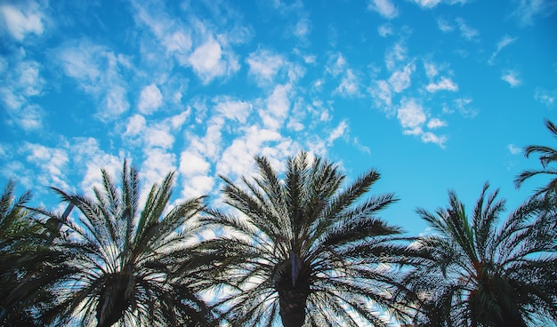 Palmeras de cerca en el cielo. Enfoque selectivo.