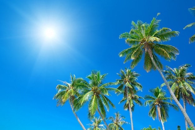 Palmeras y cielo azul con luces solares