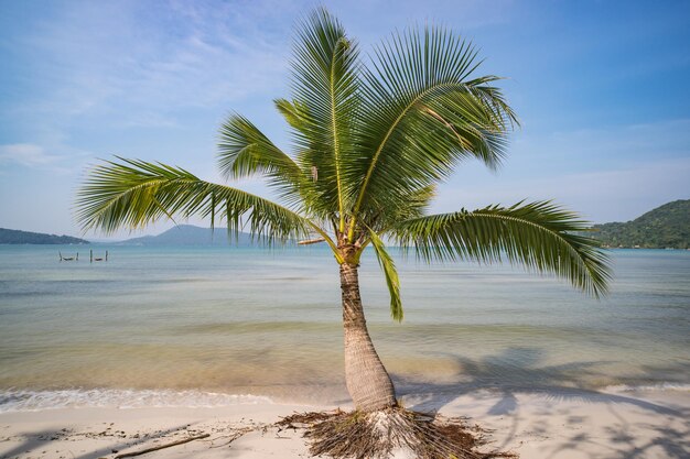 Palmeras y cielo azul nublado increíble en la isla de playa tropical en el Océano Índico Cocotero con playa hermosa y romántica