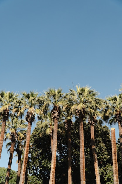 Palmeras con cielo azul en verano