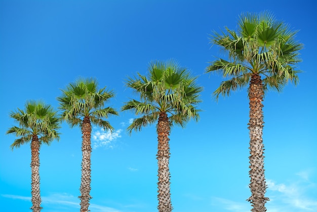 Palmeras bajo un cielo azul