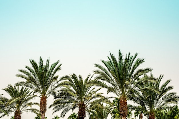 Palmeras con el cielo de fondo