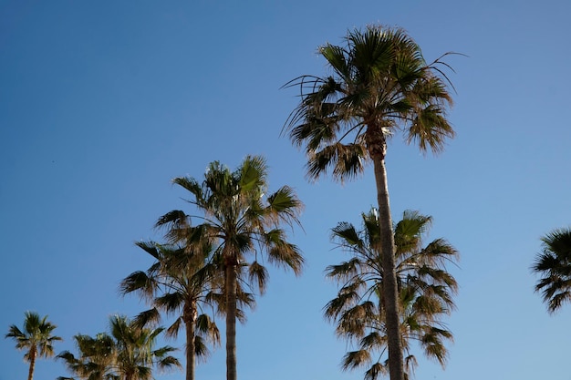 Palmeras y cielo de fondo