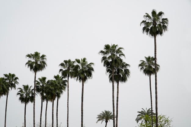 Palmeras y cielo de fondo