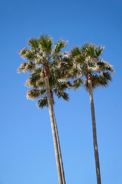 Palmeras y cielo de fondo