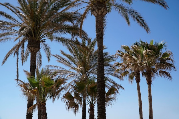 Palmeras y cielo de fondo