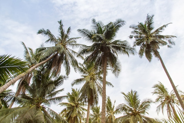 Las palmeras y el cielo hermosos de coco en agricultura cultivan en Tailandia