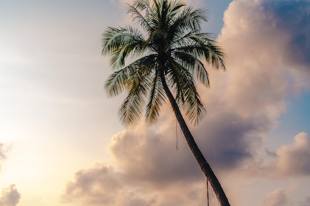 Palmeras y cielo en la isla