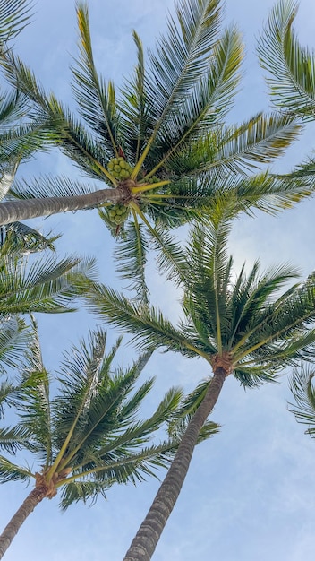 palmeras en el cielo