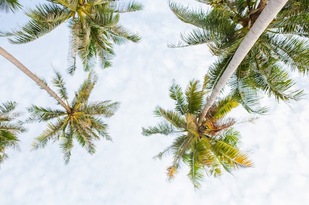 Palmeras de coco con cielo y nubes.