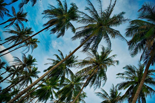 Palmeras de coco en cielos despejados de verano