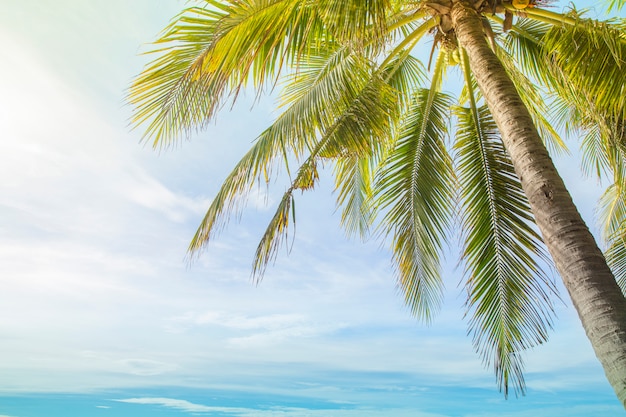 Palmeras de coco contra el cielo azul en la costa de playa tropical