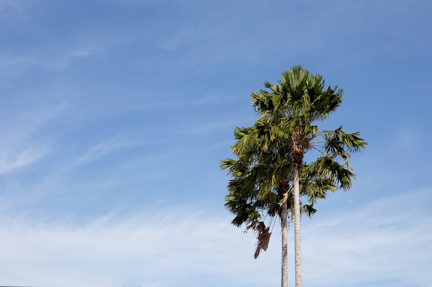 Palmeras de coco contra el cielo azul en la playa tropical. Concepto de vacaciones.