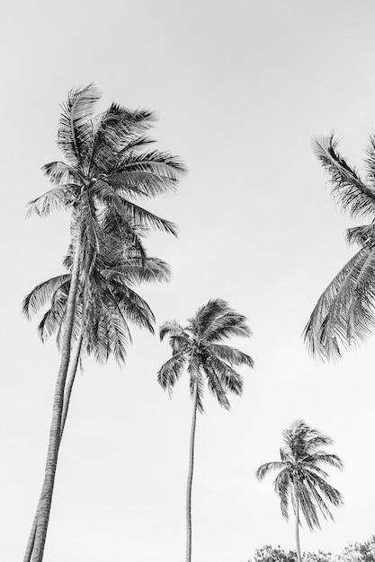 Palmeras de coco exóticas tropicales solitarias contra el cielo azul. Blanco y negro neutro. Concepto de verano y viajes en Phuket.