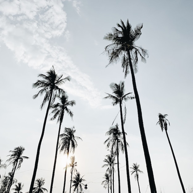 Palmeras de coco exóticas tropicales solitarias contra el cielo azul