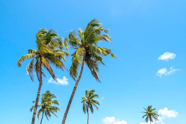 Palmeras de coco y fondo tropical de cielo azul de verano