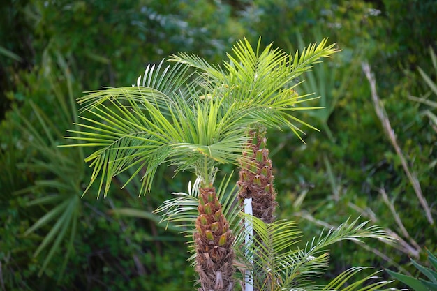 Palmeras de coco frescas jóvenes con hojas de color verde brillante que crecen en condiciones naturales al aire libre