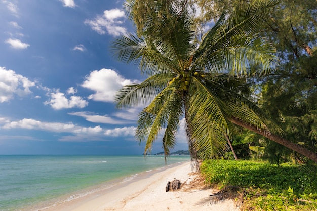 Palmeras de coco en la playa de arena tropical vacía con la orilla del mar y el océano turquesa Samui Tailandia