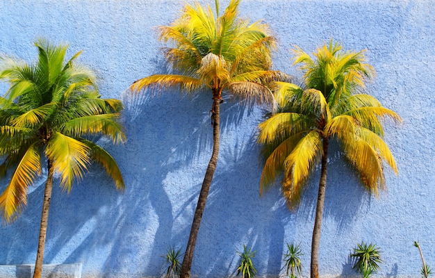 Palmeras de coco sobre sombras de sol de pared azul