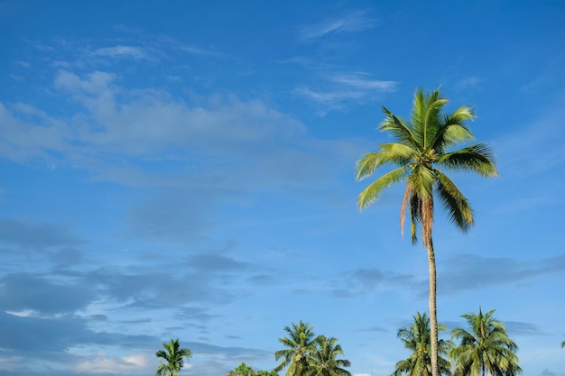 Palmeras de coco y el telón de fondo del cielo con nubes.