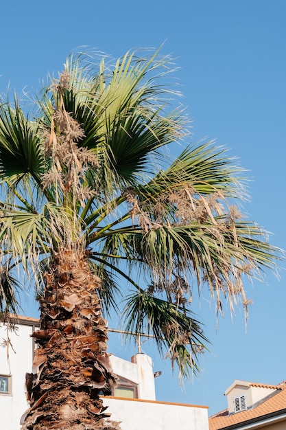 Foto palmeras contra el cielo azul en un día soleado de verano junto al mar calabria italia