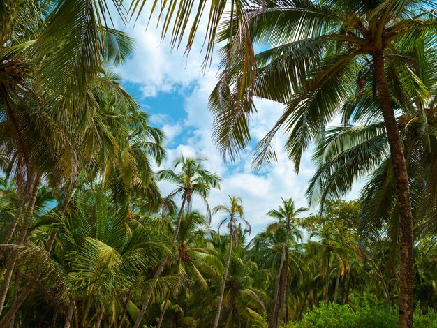 Palmeras contra el cielo azul con nubes