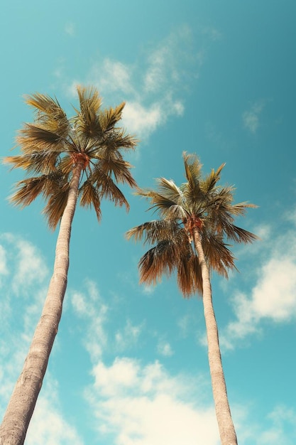 Palmeras contra un cielo azul con nubes