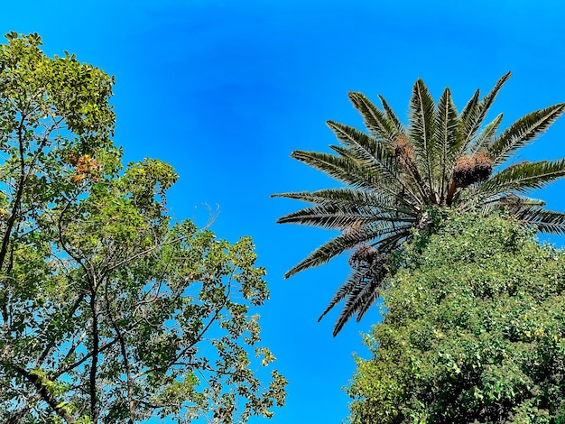 Foto palmeras contra el cielo azul, sochi, rusia.