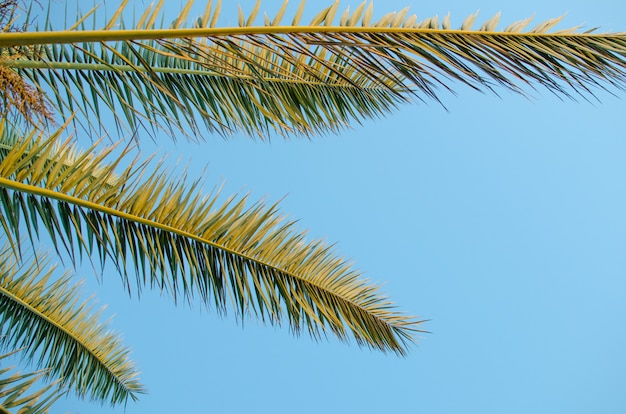 Foto palmeras contra el cielo azul