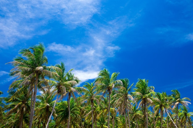 Palmeras contra el cielo azul