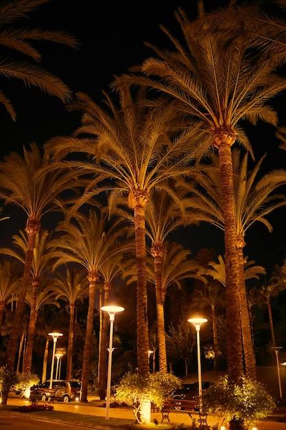 Palmeras contra el cielo nocturno. Marbella, Málaga España