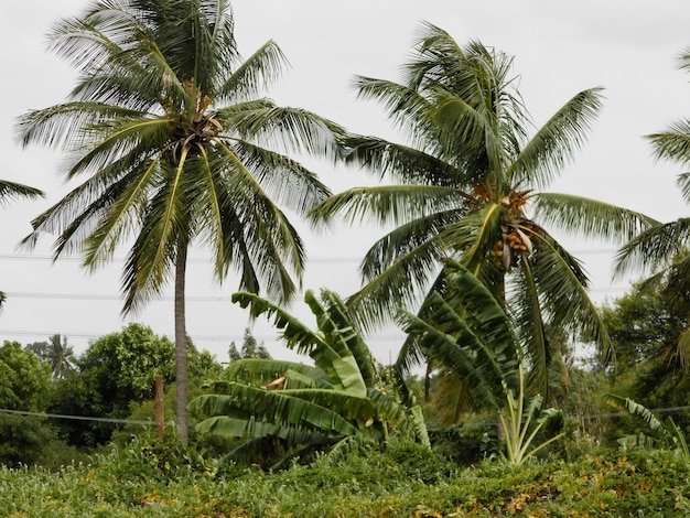 Foto palmeras contra el cielo