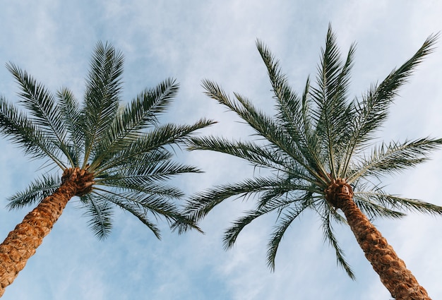 Palmeras contra el cielo