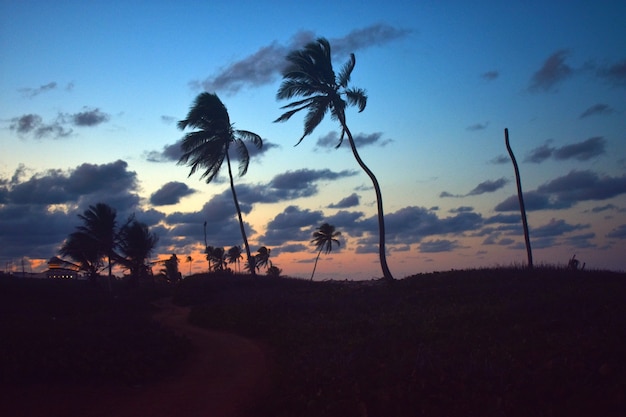 palmeras en la costa del mar al atardecer