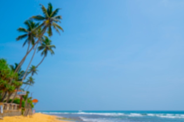 Palmeras en la costa del océano.