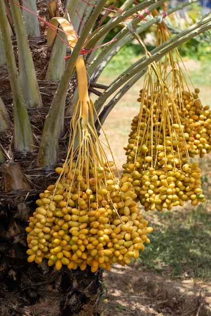 Las palmeras datileras dan fruto en un árbol de palmeras datileras. cultivado en el norte de Tailandia