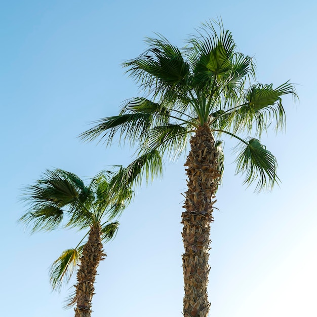 Palmeras datileras maduras y verdes contra el cielo azul.