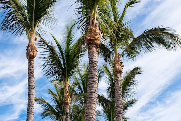 Palmeras en un día soleado.