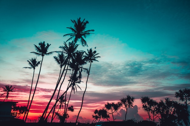 Las palmeras en el fondo del atardecer brillante.