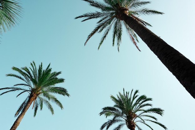 palmeras con fondo de cielo azul clima tropical