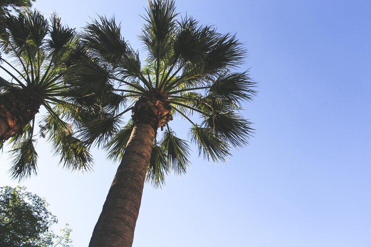 palmeras en el fondo del cielo