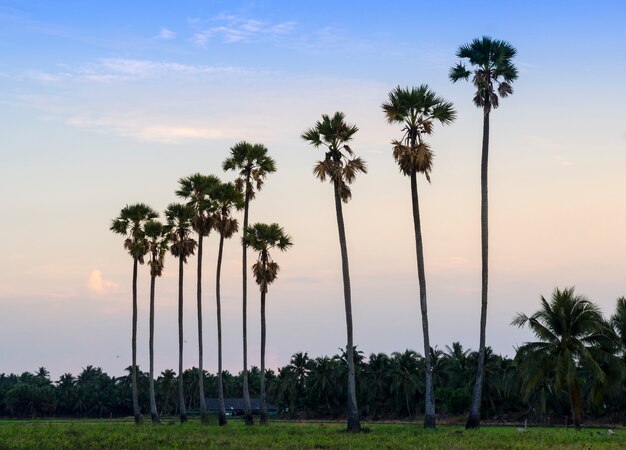 palmeras en el fondo de una hermosa puesta de sol