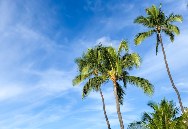 Palmeras en Hawai.