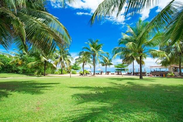 Palmeras en un hermoso lugar de verano