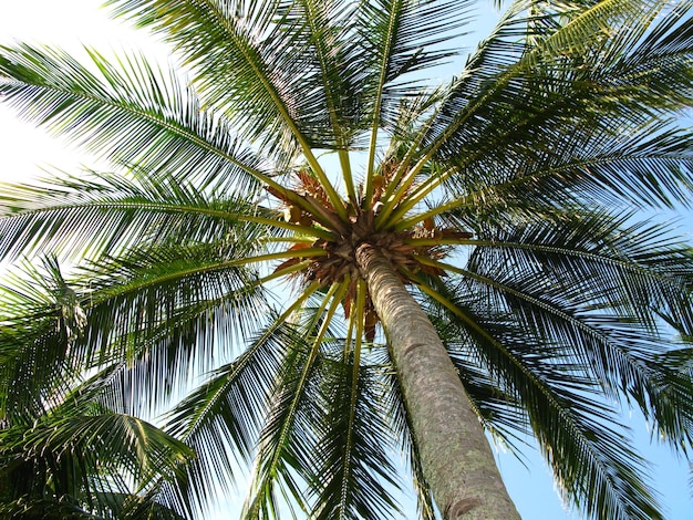 Las palmeras en la isla de Langkavi Malasia