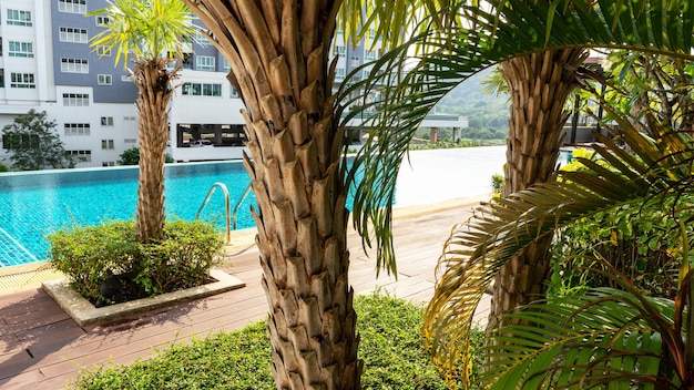 Palmeras Jardín cerca de la piscina piscina de agua limpia en el condominio vista superior del techo Jardín en el hotel y la piscina