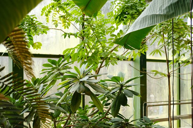 Palmeras con jugosas hojas verdes en el invernadero del jardín botánico Foto de alta calidad