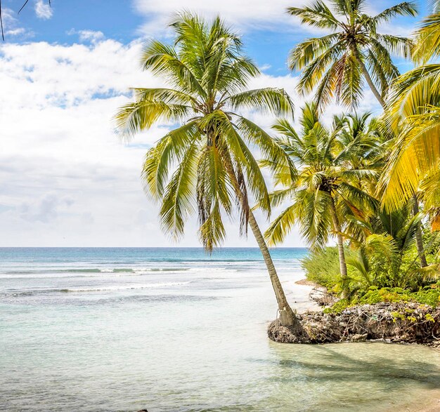 Foto palmeras junto al mar contra el cielo