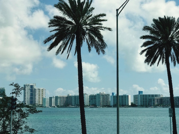 Palmeras junto al mar contra el cielo