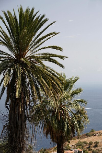 Foto palmeras junto al mar contra el cielo